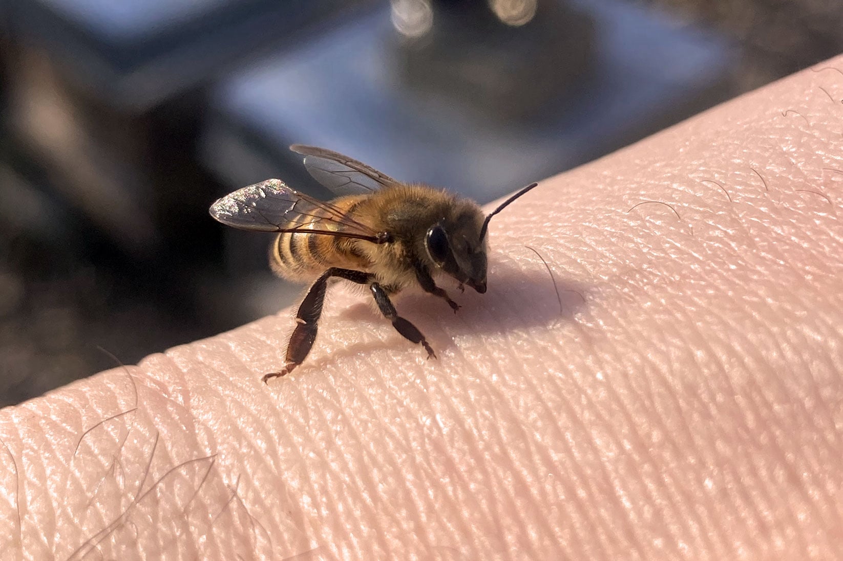 Bienen Maximilian Biene