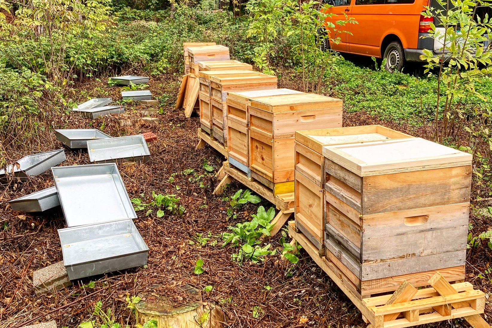 Bienen Max Honigernte