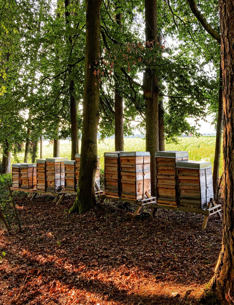 Bienen Max Bio Waldhonig