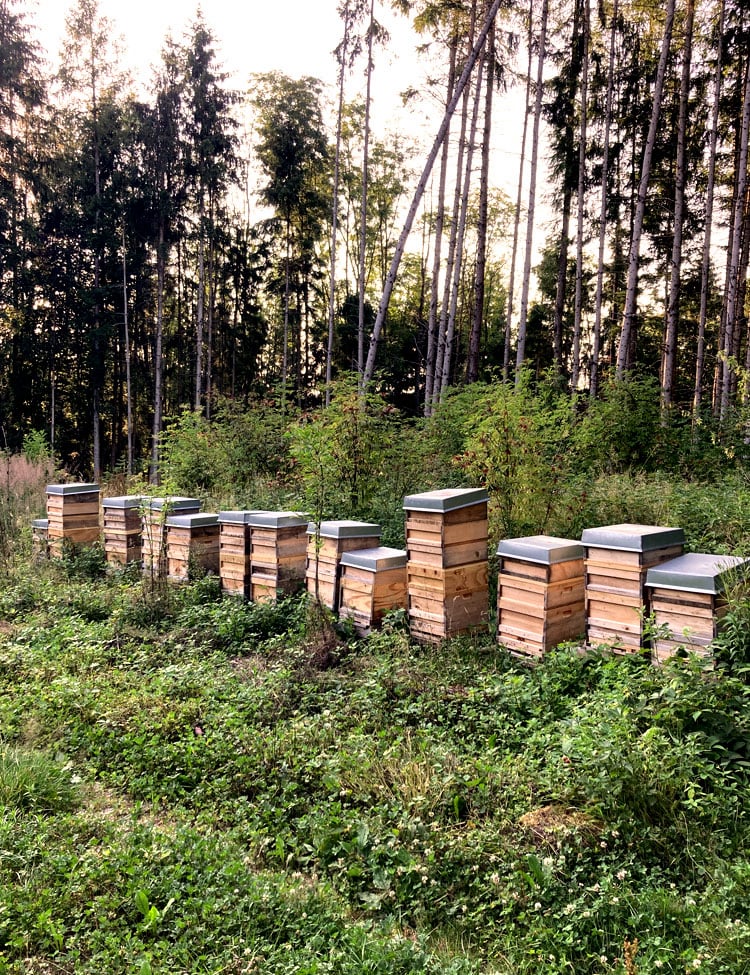 Bienen Max Bio Blütenhonig