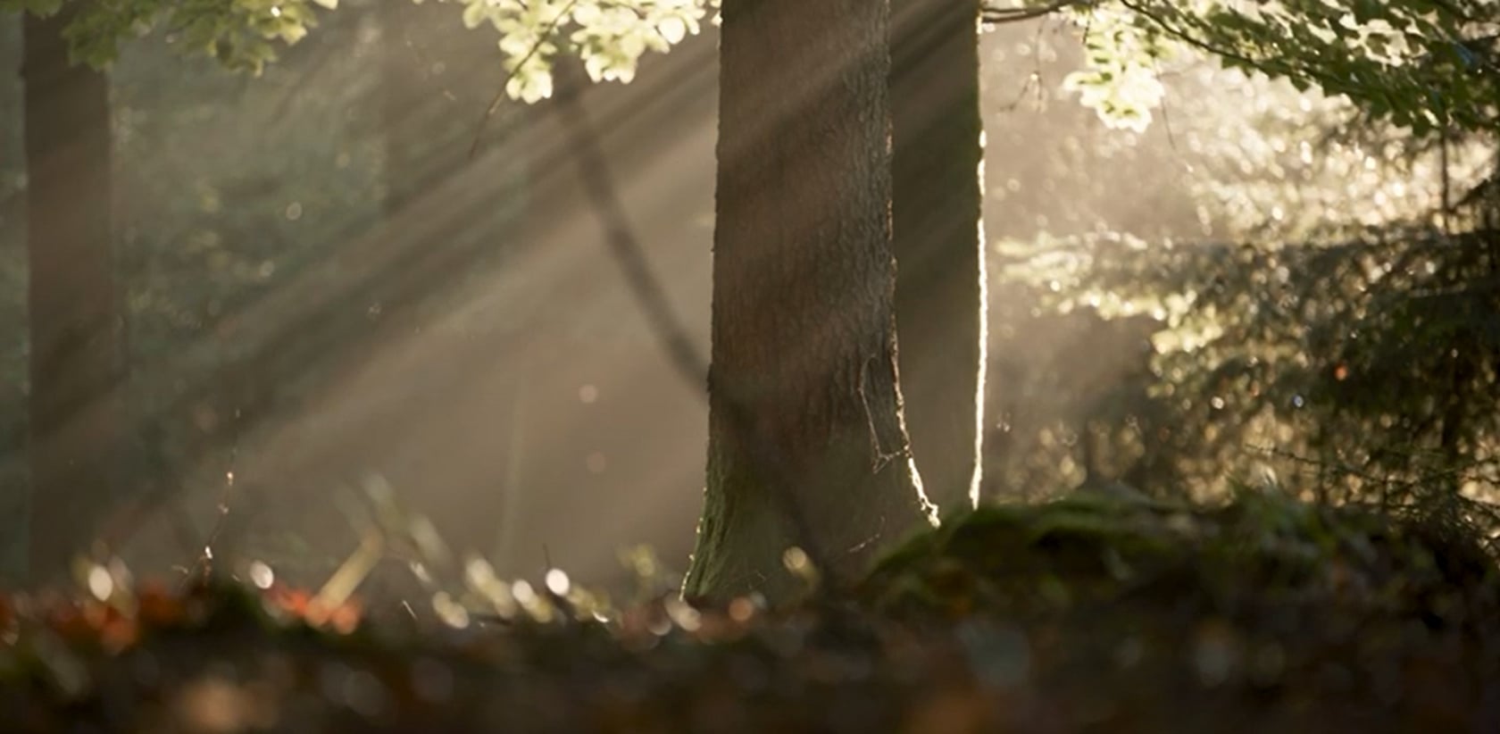 Bienen Max Honigernte