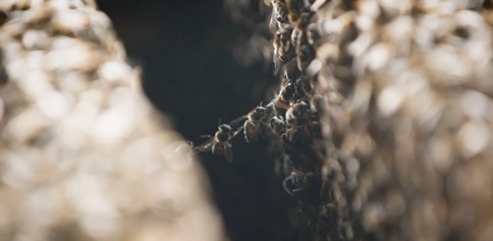 Bienen Maximilian Biene